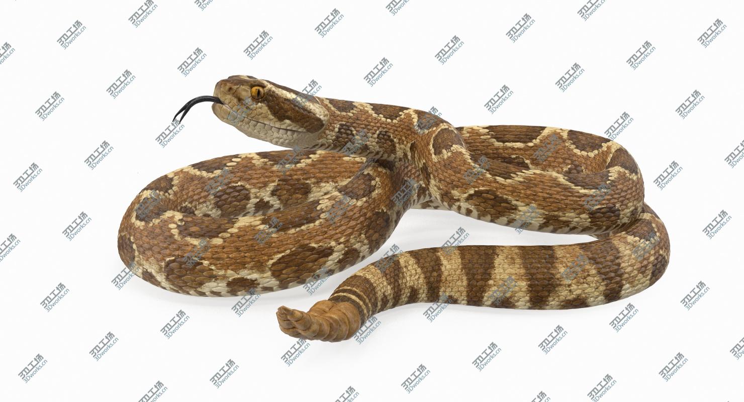 images/goods_img/202104023/Rattlesnake Rigged 3D model/3.jpg